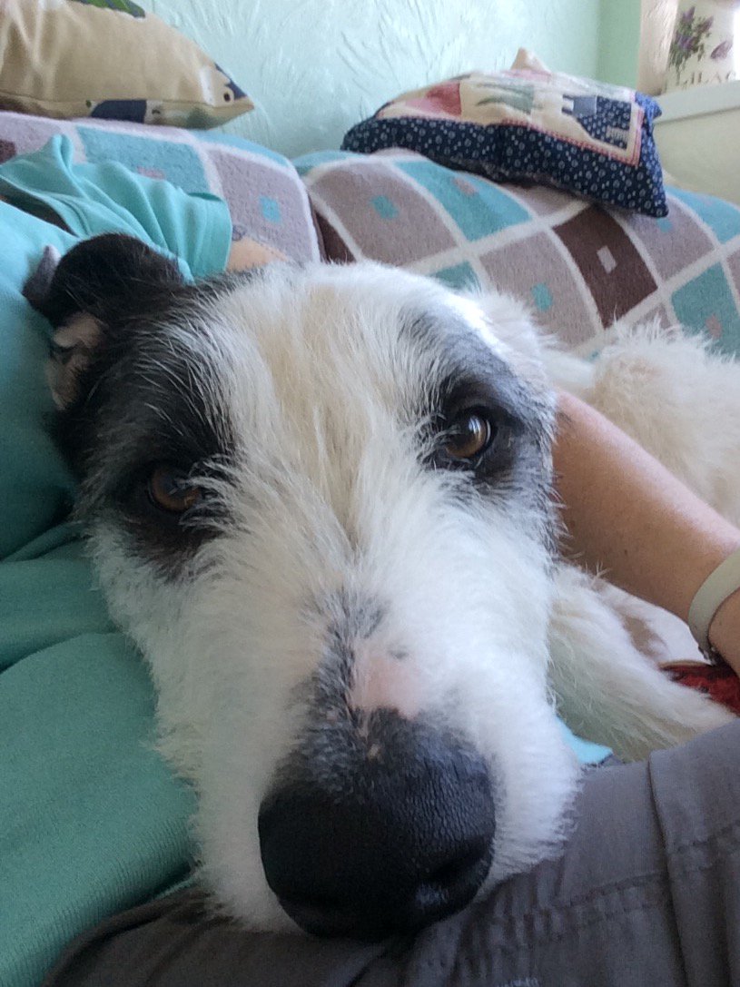 StanTDog's tweet photo. I'm sooooooooooo handsome. https://t.co/MWHu9rjcIG