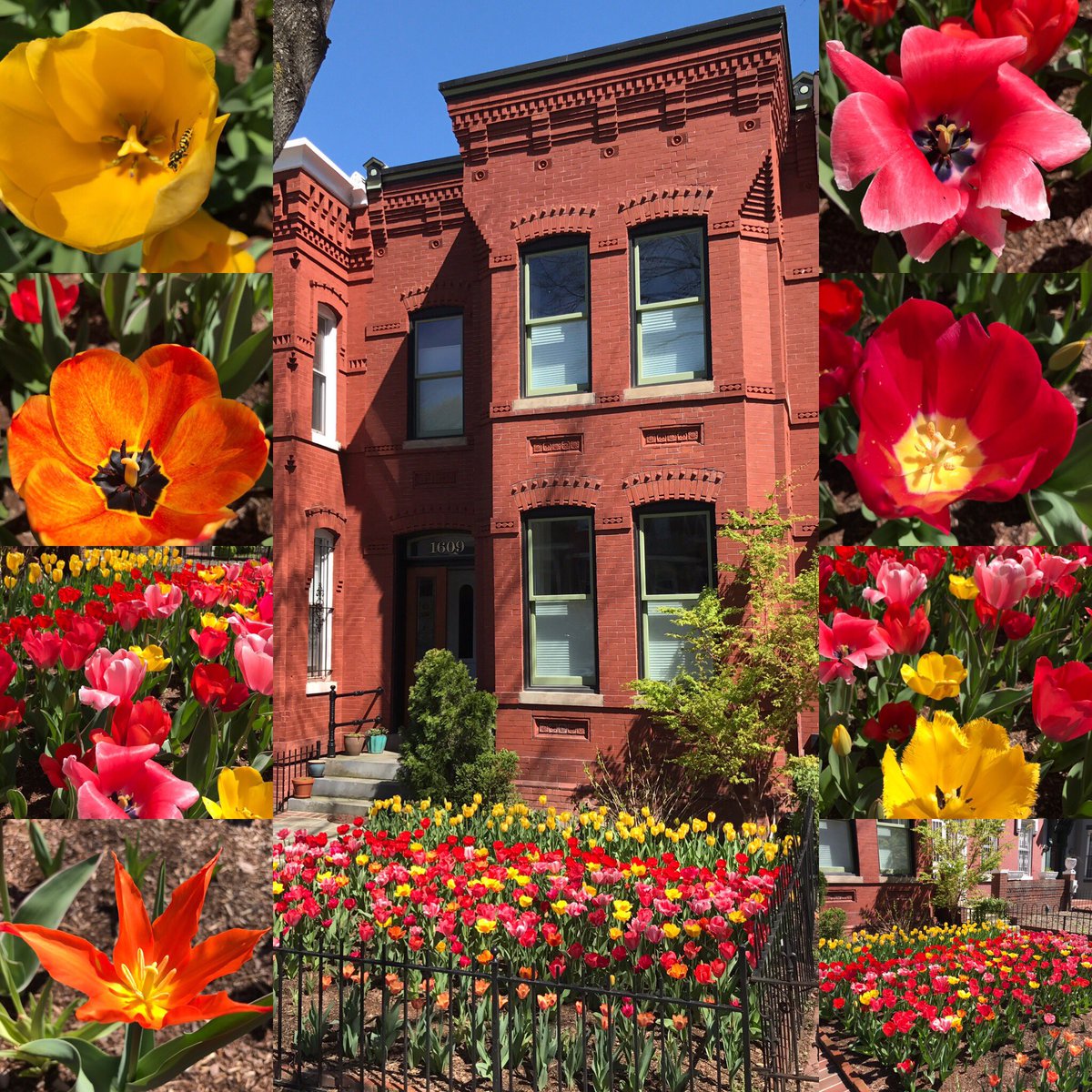 shawneighbors's tweet photo. Epic tulips on 8th Street. #shawsome https://t.co/XXzlBVJu3K