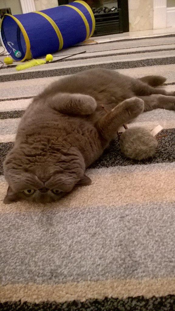 cat_binky's tweet photo. Too. Much. Catnip. #zombie #catnip #icannotmove https://t.co/1IMtf3hWb7