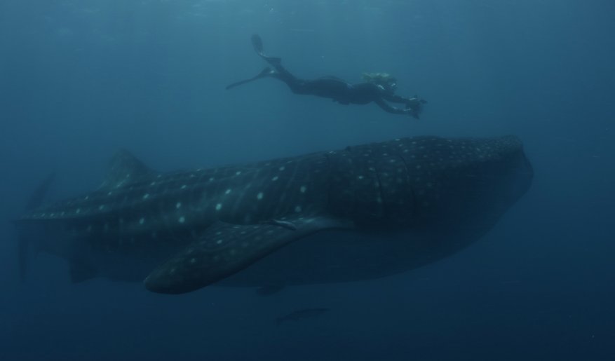 rachelhbutler's tweet photo. Very excited to be talking #sharks and filming underwater at the #EGconference this week https://t.co/j3jHRgElnf #BBCShark #BluePlanet2 @eg https://t.co/zPbblSe5ge