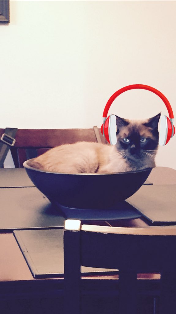 cbialas's tweet photo. My cat loves the new Radiohead album! #cats #Radiohead https://t.co/2MZ1MMKNGW