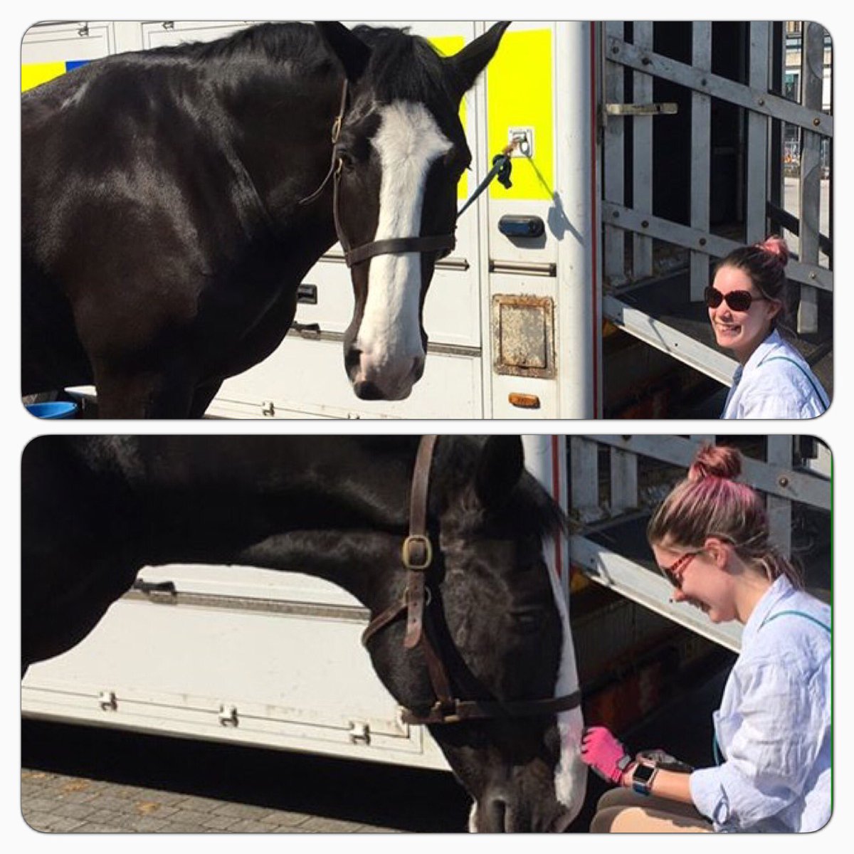 ASPoliceHorses's tweet photo. Before patrolling @ASPBrisCentre, Jubilee takes time to pose for a picture before having a sneaky cuddle with his #newfriend #gentlegiant https://t.co/QAxg6I7vUp
