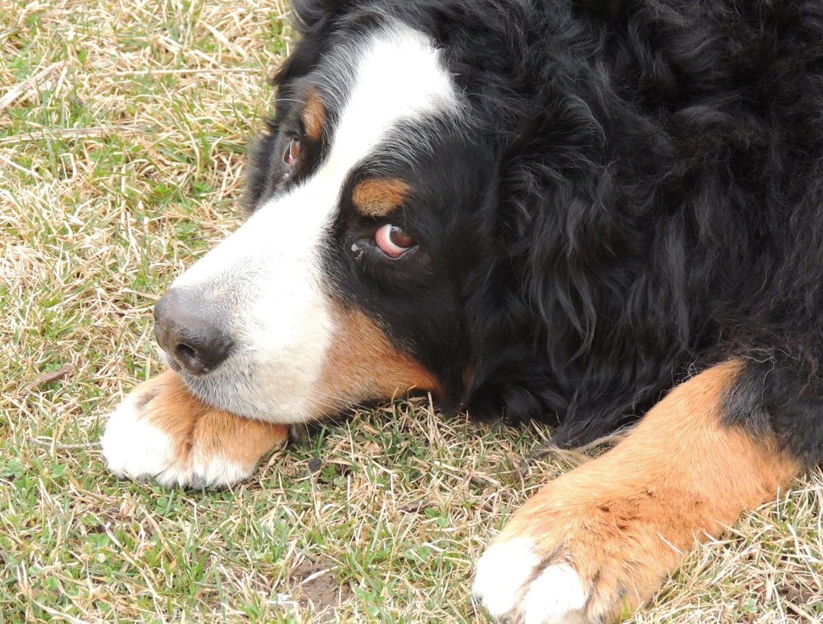 SueAnnStaff's tweet photo. Brix, the world's happiest #winerydog, is 8 today! #bernesemountaindog #Brixdog #happybirthdayBrix #rubmybelleh https://t.co/xID05qpQ9T