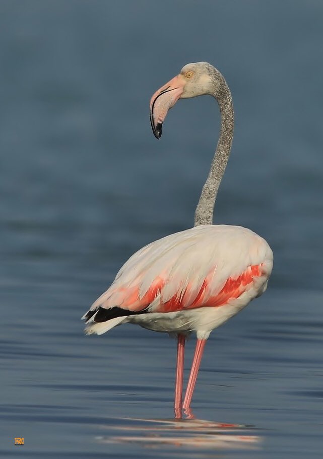 Az_AZWARI's tweet photo. #حياتك58 birds #photo #natgeog #NationalGeographic #NaturePhotography #naturelovers #canon #cnn #cnbc #ksa #usa #macro #socute #Pictures https://t.co/oBcCJzLIJS