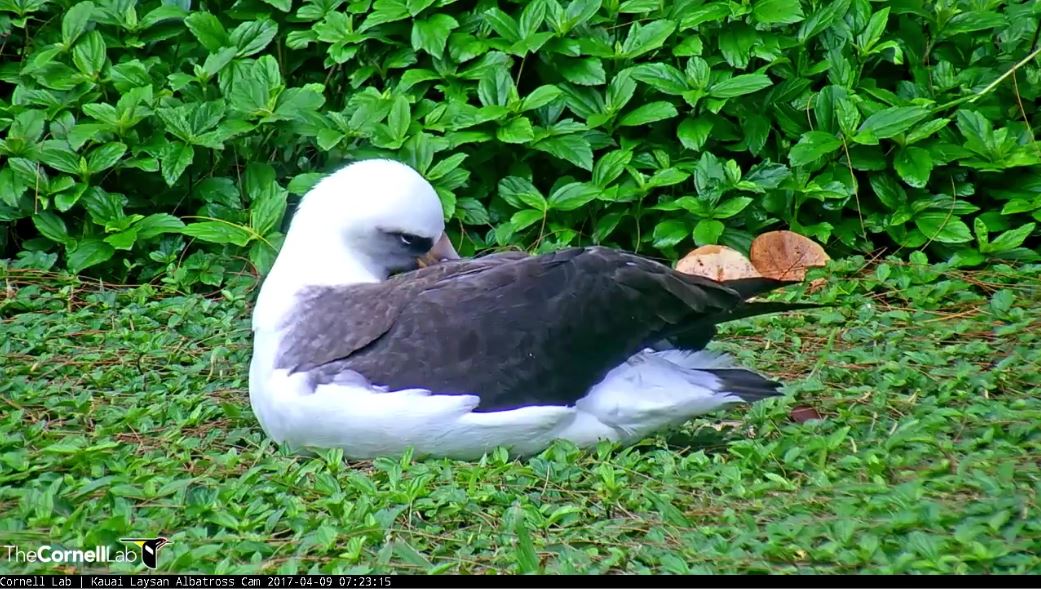 A close up look at P244 who's been a frequent 'trossville guest.  29 visits since Kalama's hatch day 1/26/17
