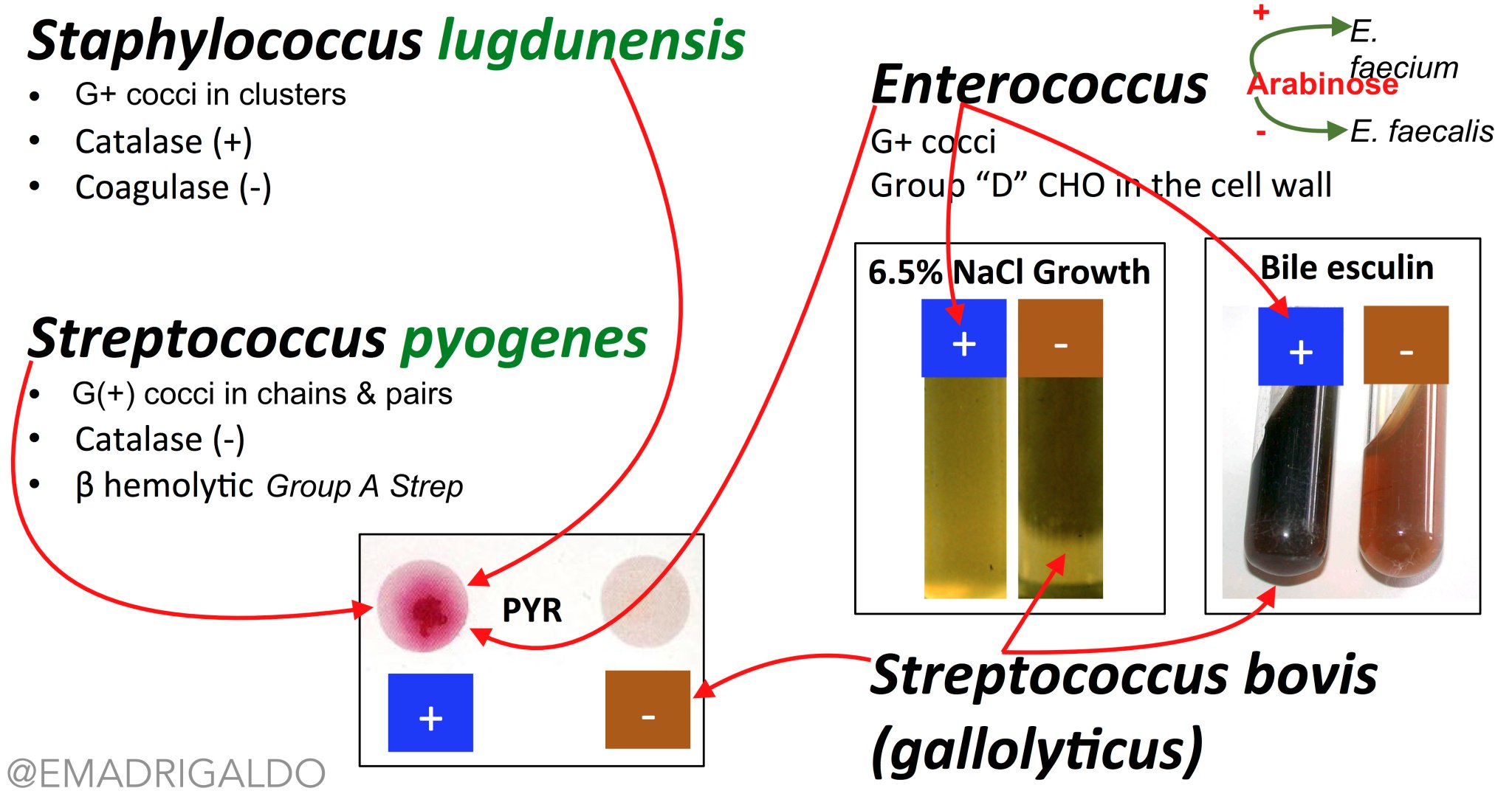 Streptococcus Pyogenes Diagram