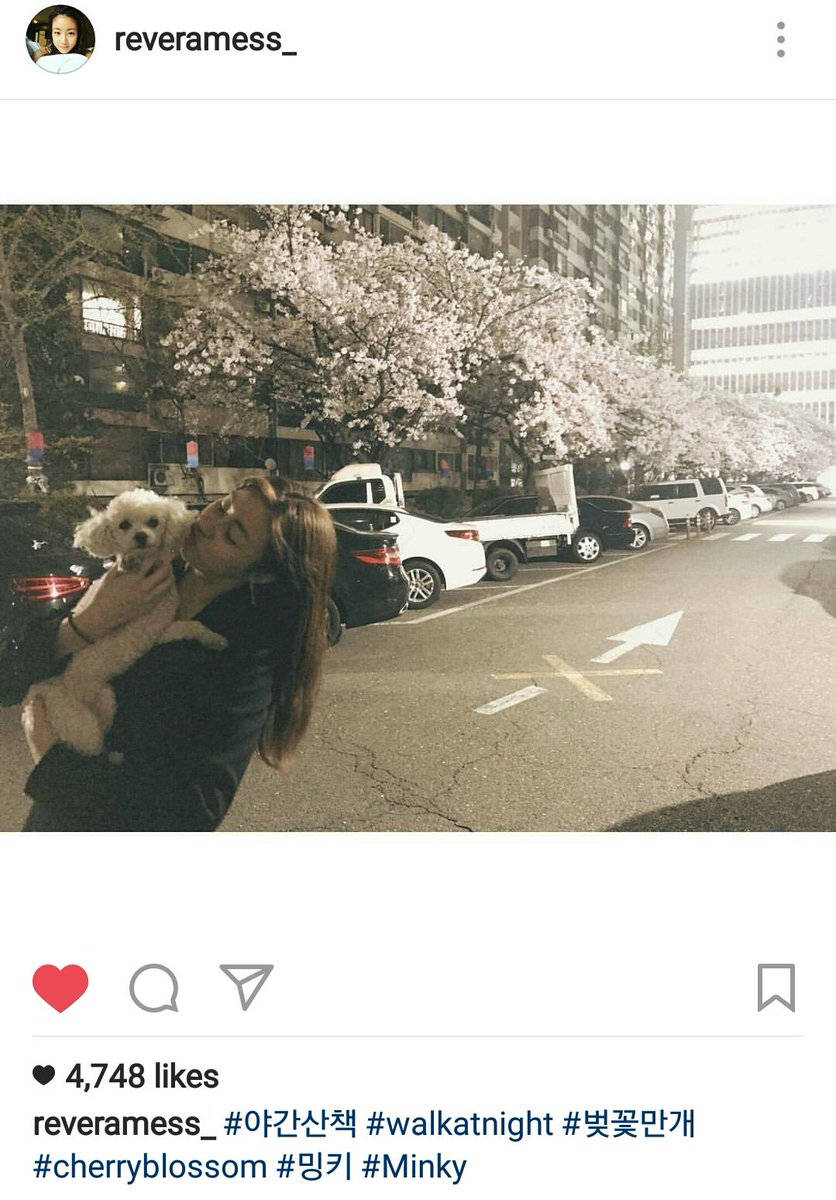 KSora_IFC's tweet photo. [IG] 170410 Kang Sora Instagram update reveramess_: #야간산책 #walkatnight #벚꽃만개 #cherryblossom #밍키 #Minky https://t.co/lPDL8MatnK