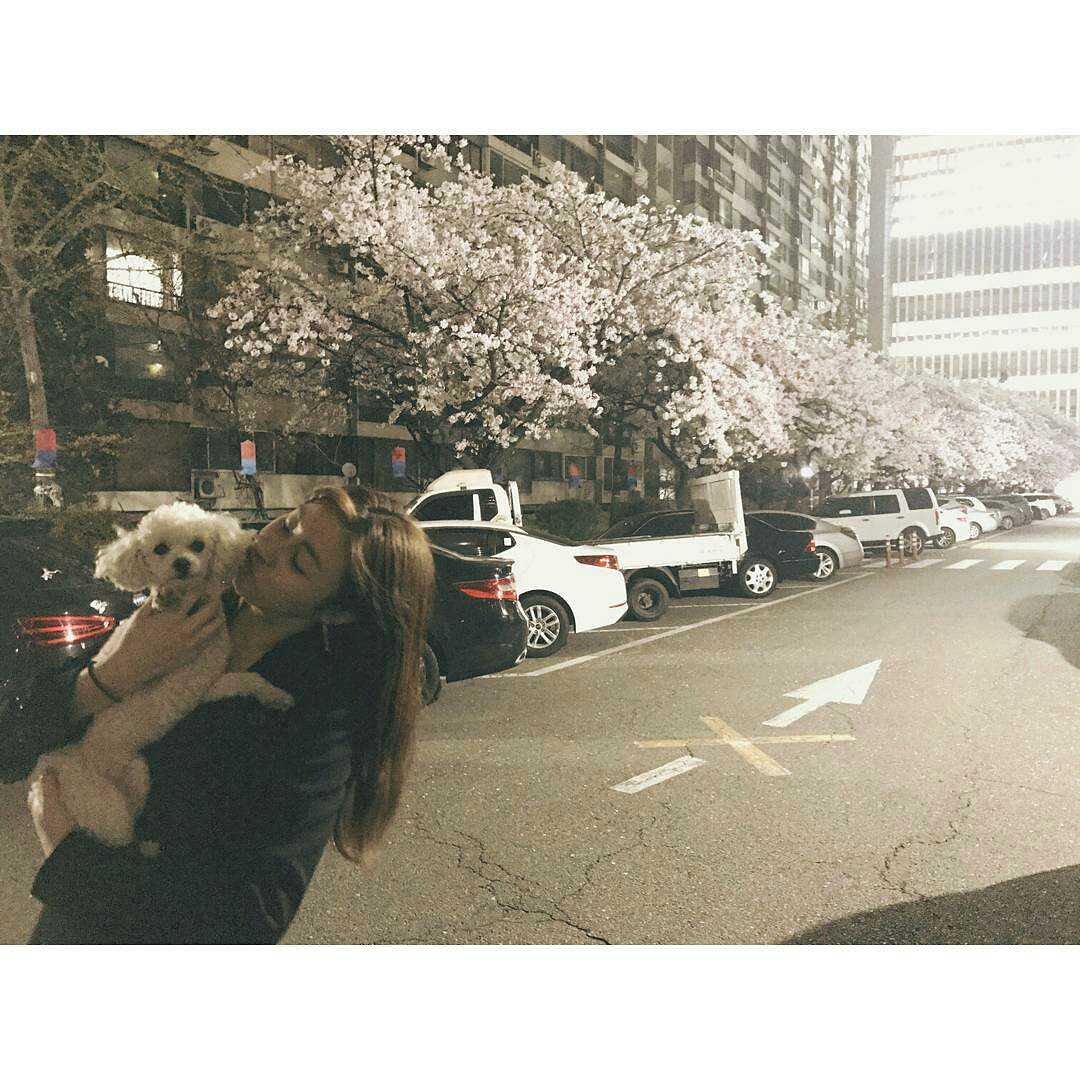 KSora_IFC's tweet photo. [IG] 170410 Kang Sora Instagram update reveramess_: #야간산책 #walkatnight #벚꽃만개 #cherryblossom #밍키 #Minky https://t.co/lPDL8MatnK