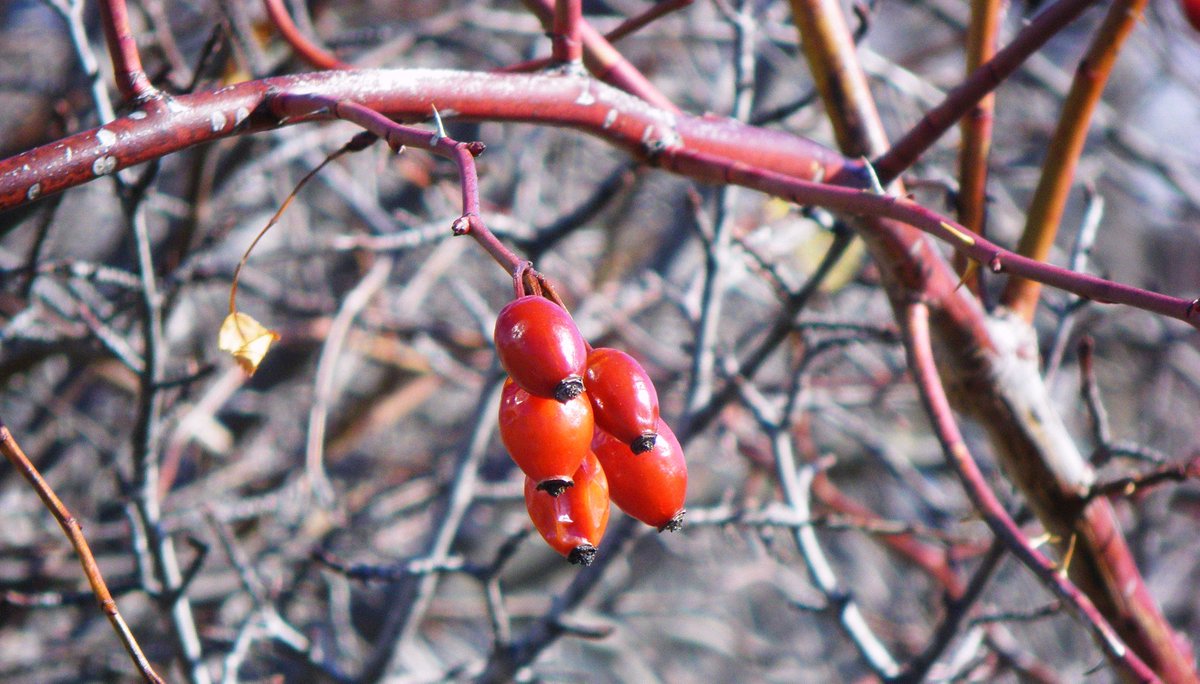 LyneAKADenyse's tweet photo. @BlacksWeather Those are new berries, not leftovers from last Winter.
YAY, Spring!!! #OttawaSpring #berries https://t.co/3ZpSkmPF1f