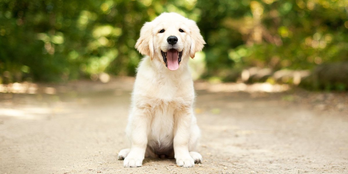 Cosmopolitan's tweet photo. Talking to your pets could be a sign of intelligence, according to science https://t.co/mSDnuuYIdM https://t.co/dho1iLyTL9