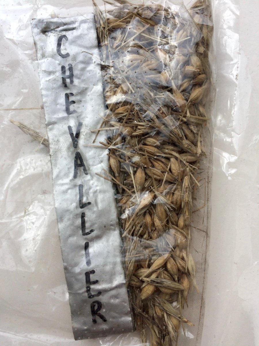 MouterijDeKiem's tweet photo. Graanrassen vermeerderd voor #bier #whiskey #biodiversteit #smaak Dank @CGN_Wageningen @SlowFoodNL @graanrevolutie https://t.co/n13NTQf7Dm