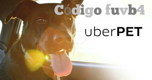 UberPetGratis's tweet photo. ¿Quieres salir a pasear con tu perrhijo GRATIS?
*Usuarios Nuevos
*Primer Viaje máximo de $150 pesos.
#losanimalesmeimportan https://t.co/StVE7NQChZ