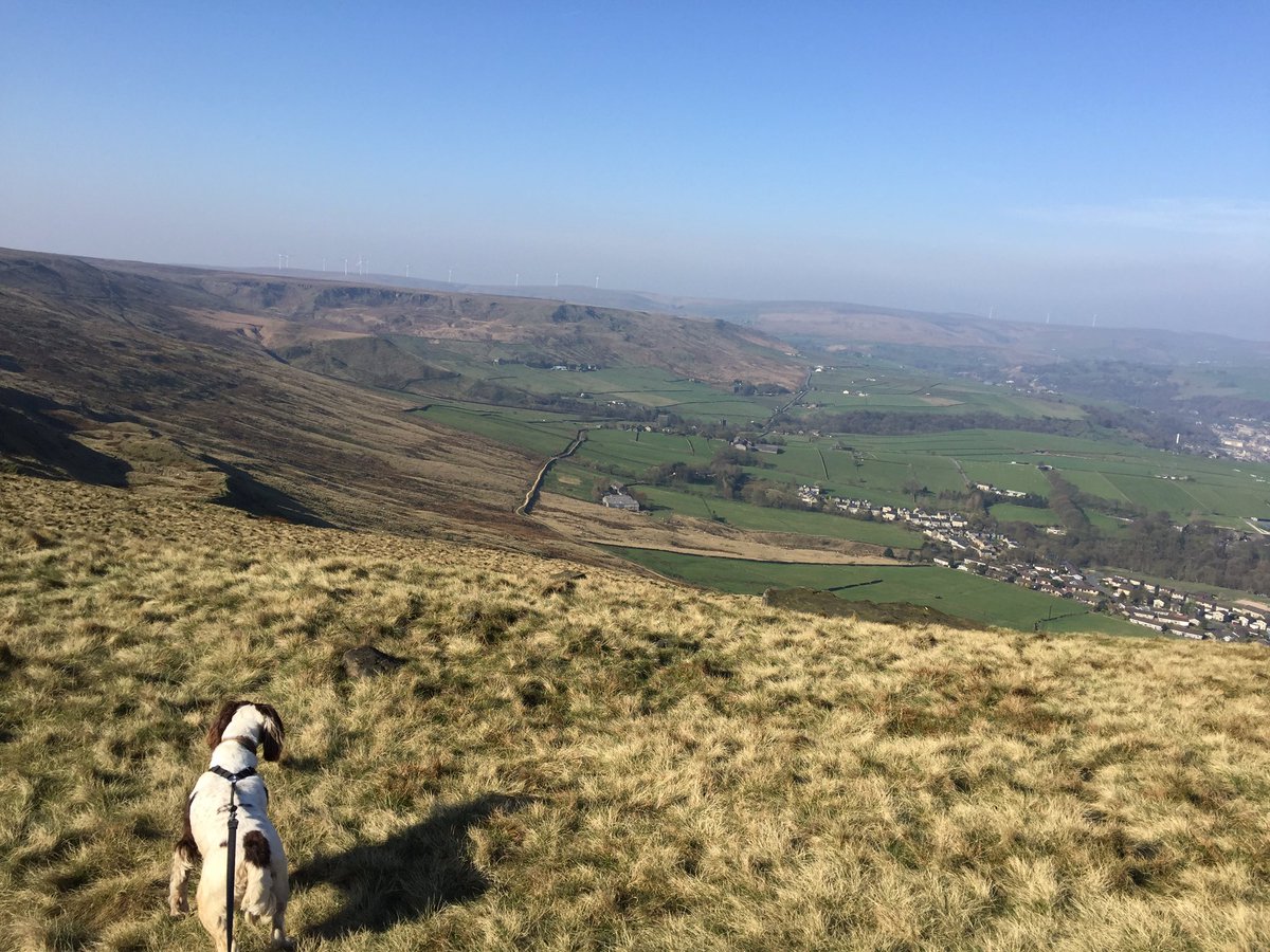 RubyRubyduby1's tweet image. Super walk this morning... hey mum you can see our house from here !!!🐶😊