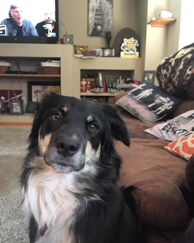 jencoleICT's tweet photo. Always making Sundays cuter... 🐶💕 | #sundayvibes #dogsofinstagram #bossyaussie https://t.co/xJIB6QGdeW