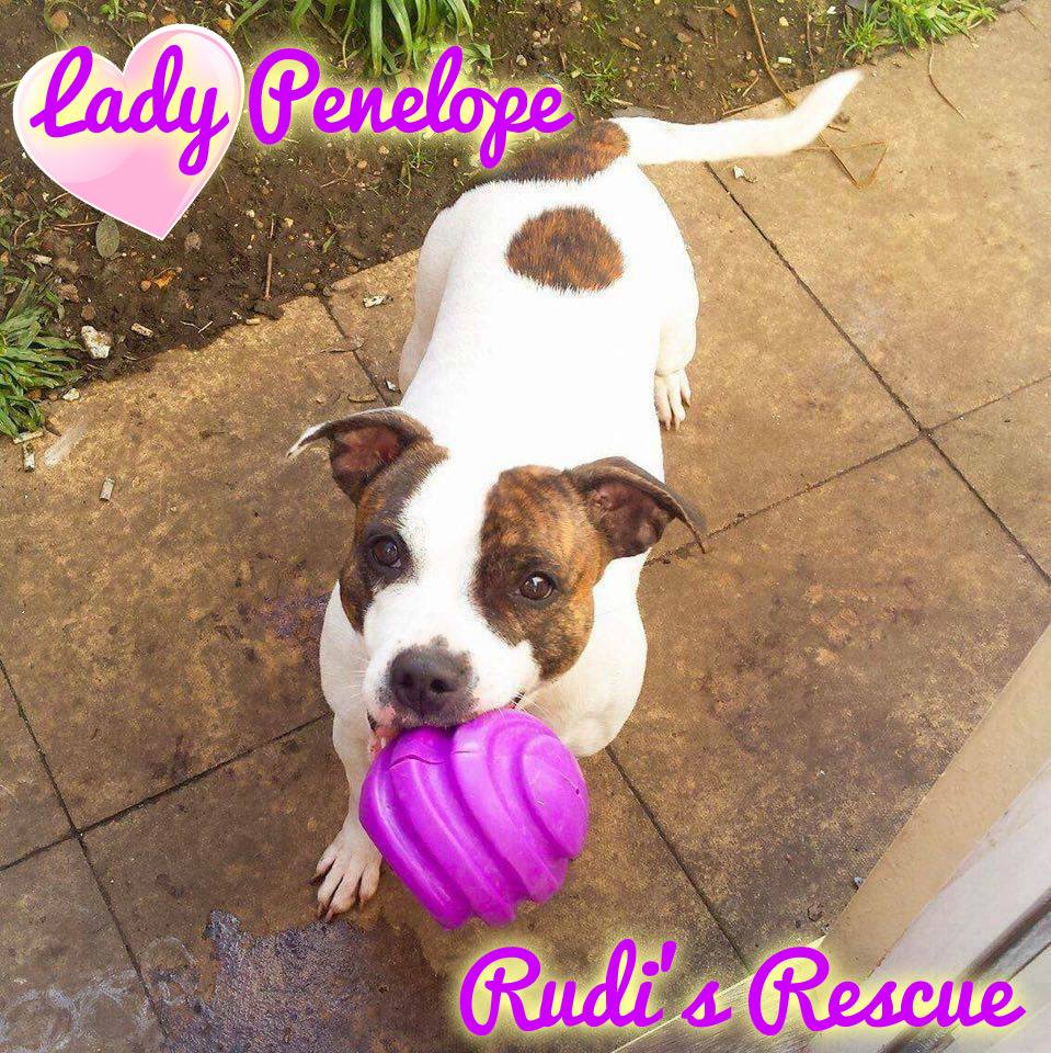 Please can anyone offer a kind #foster #furever home to this gorgeous 5yo SBT, LADY PENELOPE.  #staffysunday #adopt rudisrescue@outlook.com