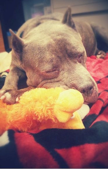 Adoptable #dog #DaisyMae_CCSTCA_04 Taken by stefani. Look at her sleepy sweetness getpet.info/DaisyMae_CCSTC…
