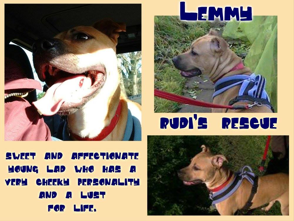 LEMMY is a 14mo SBT who was abandoned in an empty flat at 12wo. A kind &amp; loving home for him. #staffysunday #adopt @rudisrescue@outlook.com