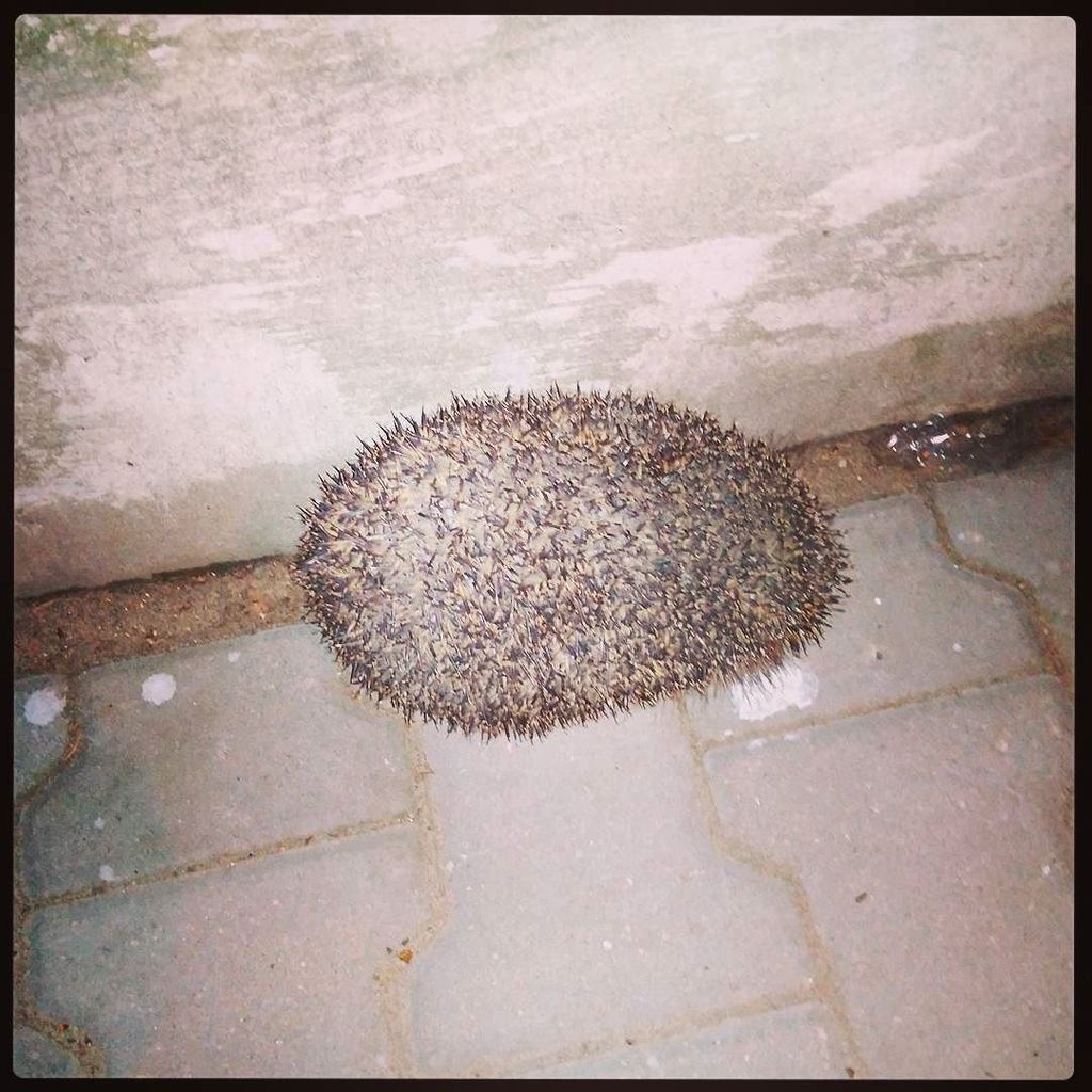 Tazmansky's tweet image. #Jerzyk na betonie :-) [via Instagram ift.tt/2nRyhkU]