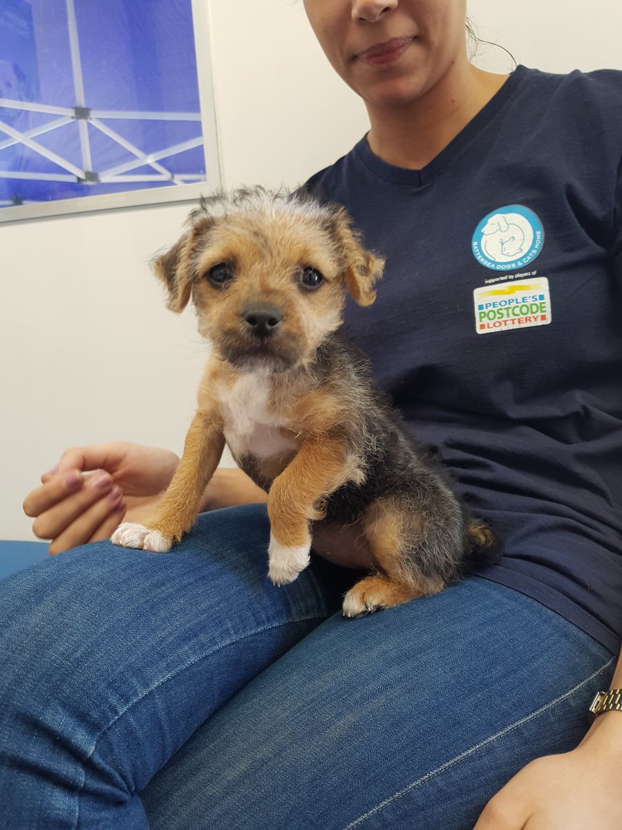 LondonNeutering's tweet photo. Cuteness overload #puppy #thamesmead https://t.co/eDowO7vOHF