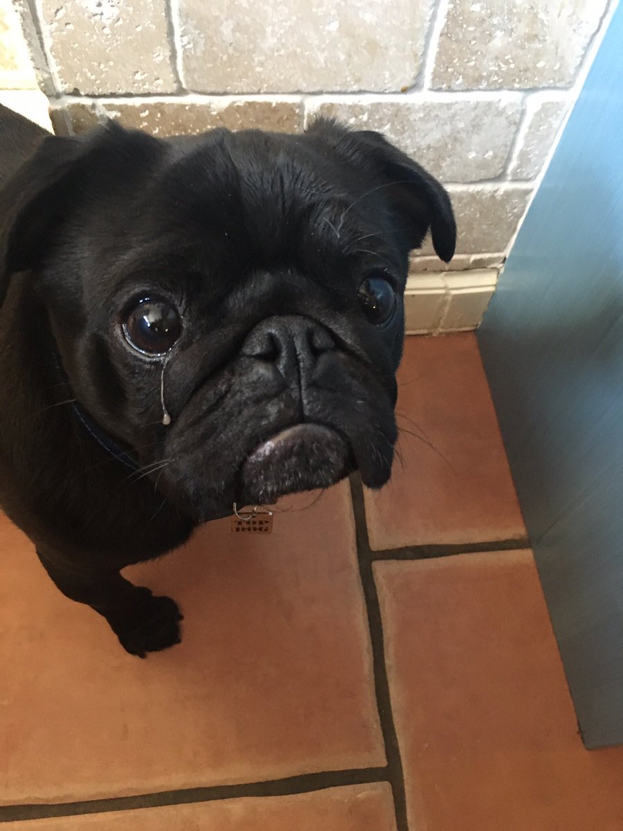 Elsiemaepuggles's tweet photo. Murph looks like he's crying 😝🐾💙 https://t.co/6La1YXNrPI