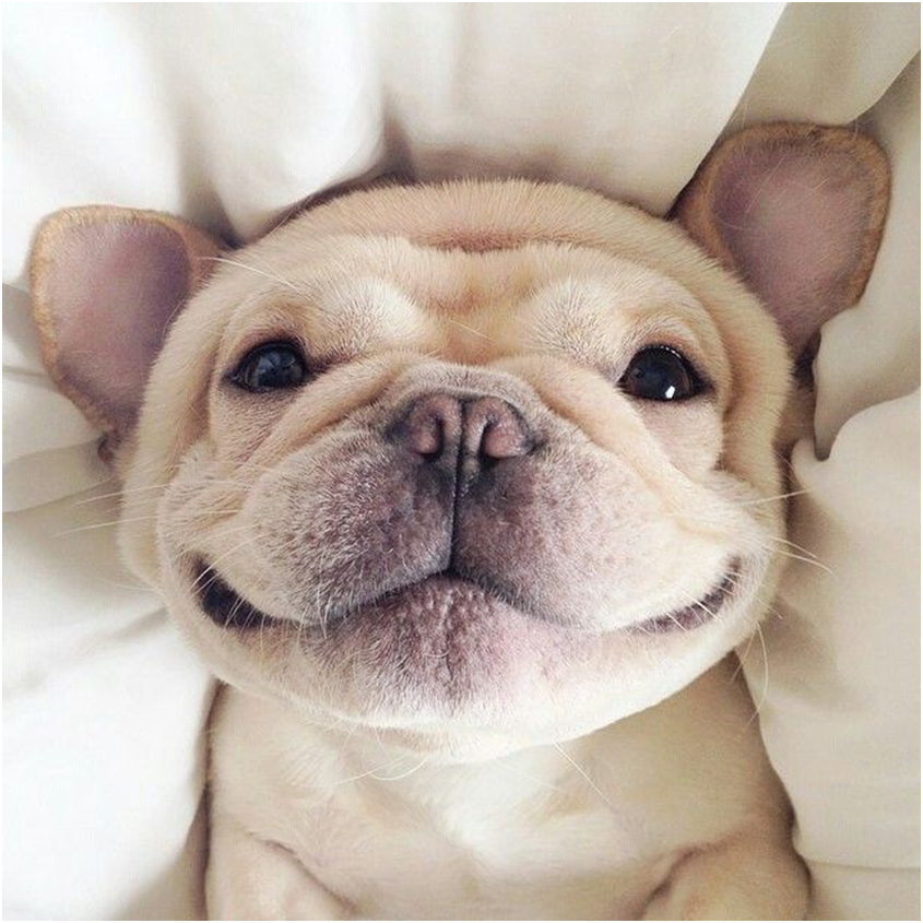 sprdlove's tweet photo. Smile  for no reason!

#Smileyday #Happiness #Awesomeday #SpreadLove #Cheerfull
#Cutepuppies #DogLover https://t.co/lF6AOfHufW