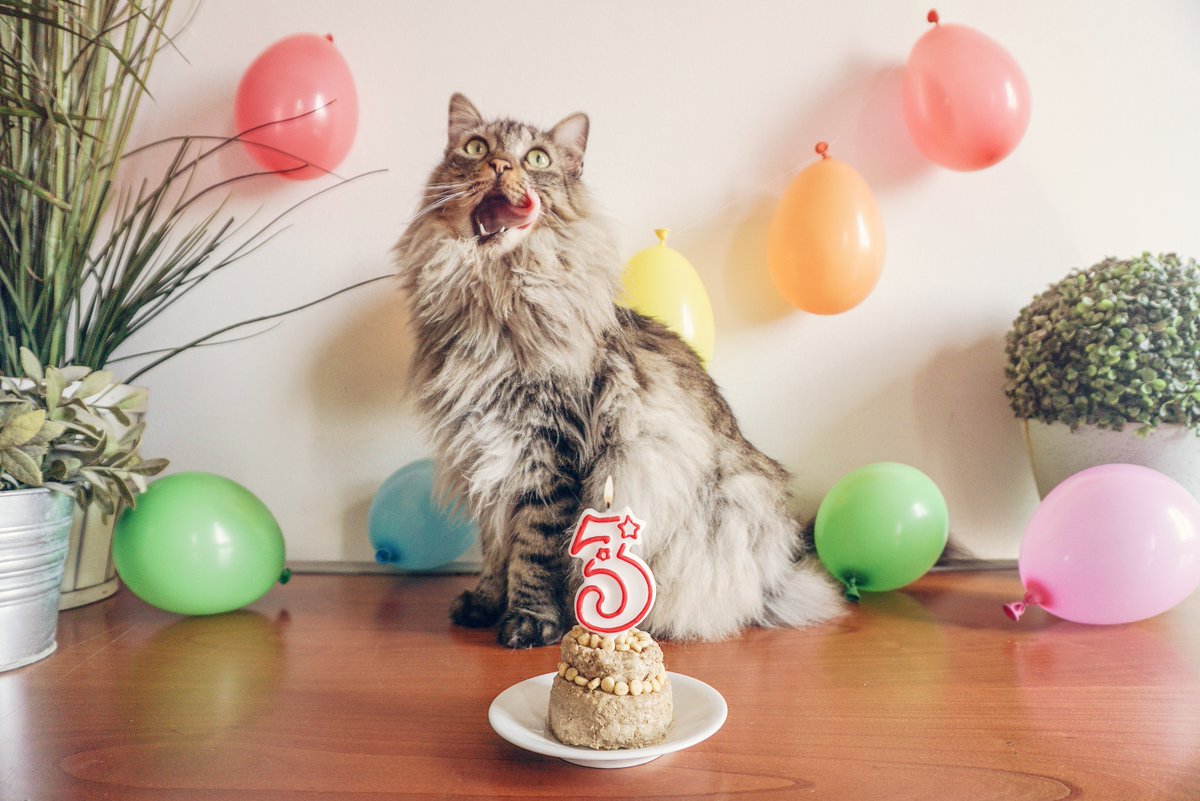 100perc_Sheldon's tweet photo. Happy Birthday to me 🍰 https://t.co/GnFlTdTyOI
