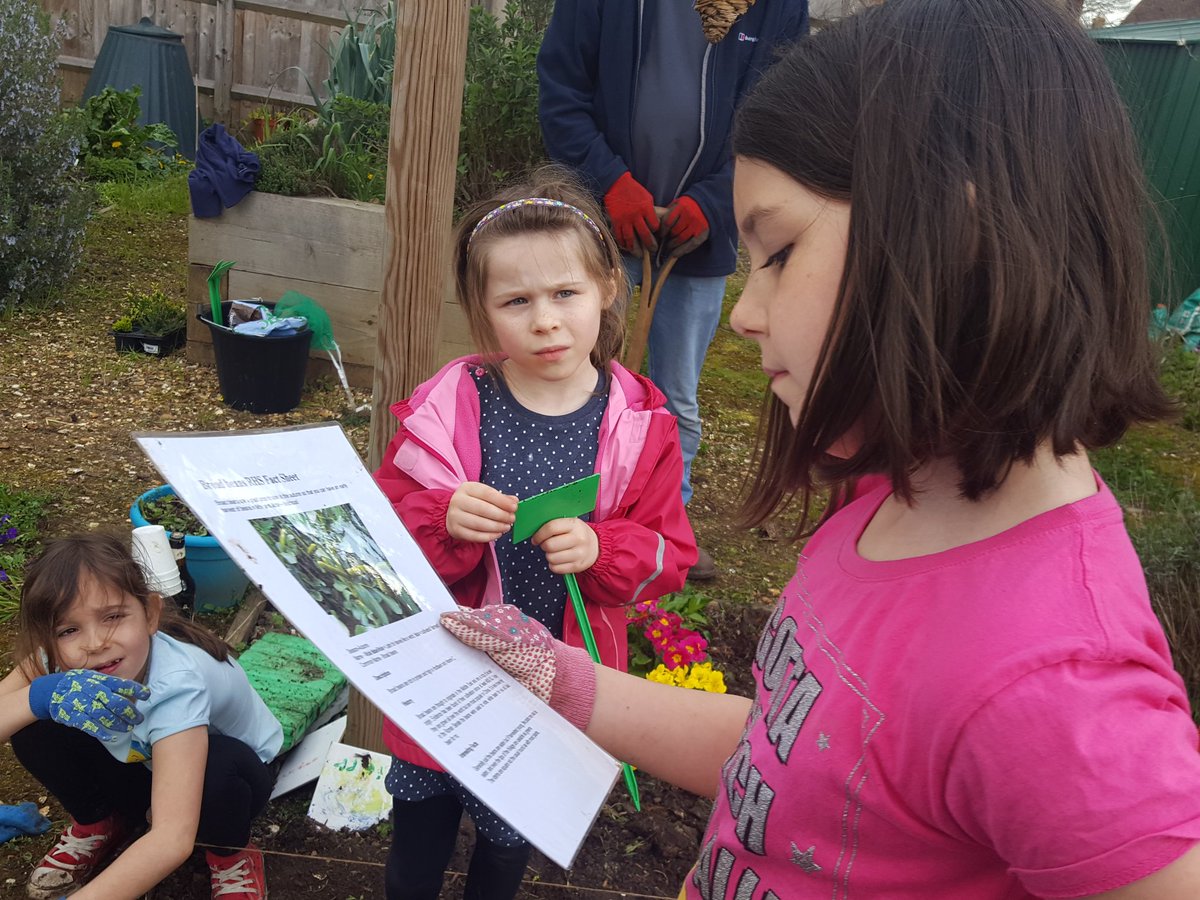 InsperoUK's tweet photo. Leah 9 years reading Broad bean #rhs fact sheet to other children at #love2grow gardening club #inspero https://t.co/FGcMmaLkGp