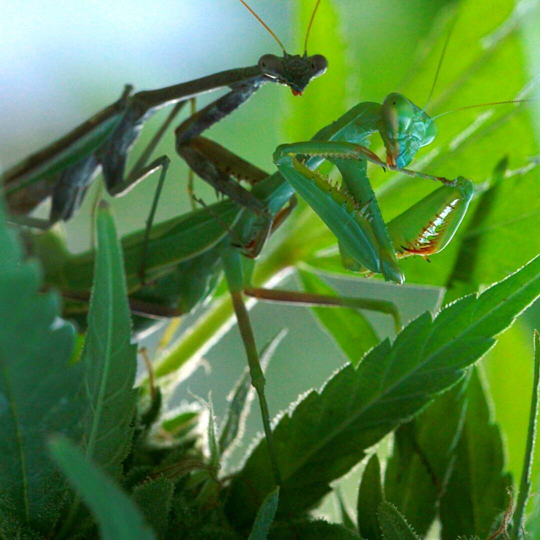 spliffseeds's tweet photo. Praying mantis mating at dusk.#melfrank #cannabis #mariuana #weed #cola #bud #mantis #prayingmantis #Clade9 https://t.co/gcvQ3SmItA https://t.co/6DeQKnRjz7