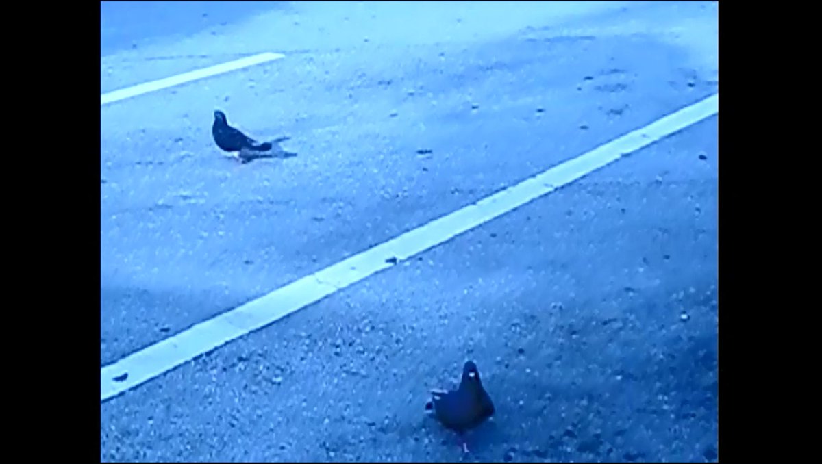 DaveGallinson's tweet photo. "Close to the Edge" or "#EventHorizon #fun "New #digital #technomusic #cybersong with #iphone #robot #pigeon #love :)https://t.co/bzpNws6GIL https://t.co/id6UJaMcuh