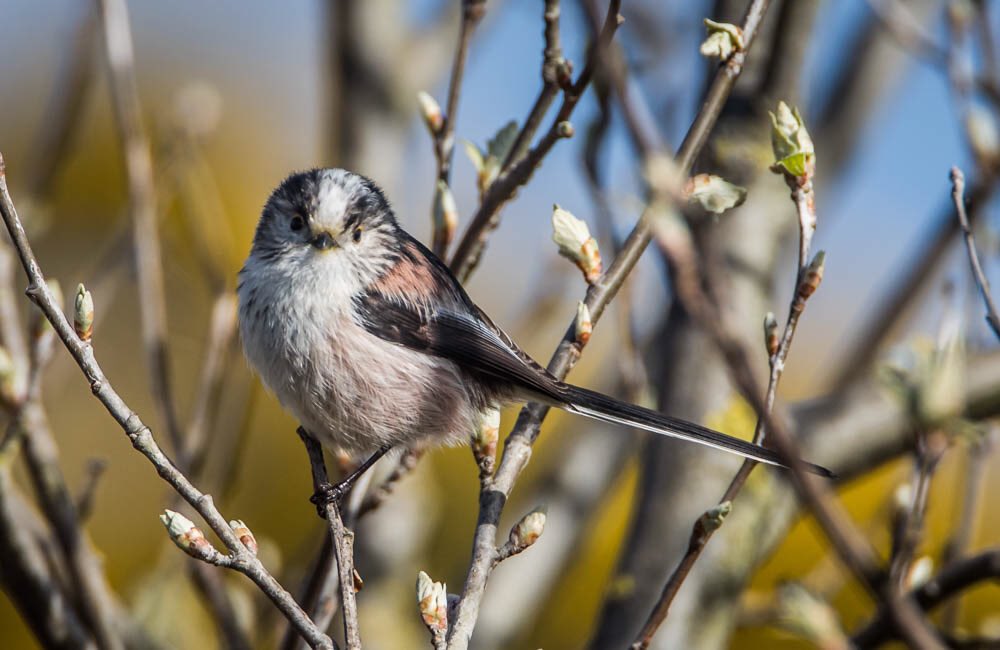 ronthomasphotog's tweet image. Signs of spring on the N Wirral coast, the mining bees were very active....