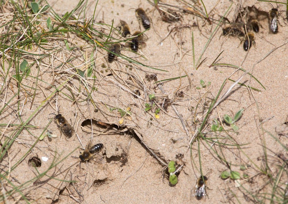 ronthomasphotog's tweet image. Signs of spring on the N Wirral coast, the mining bees were very active....