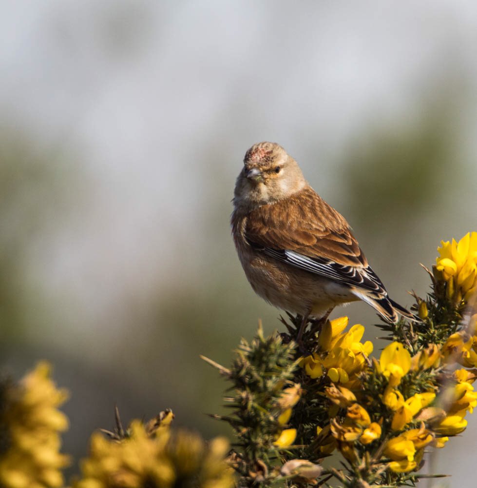 ronthomasphotog's tweet image. Signs of spring on the N Wirral coast, the mining bees were very active....