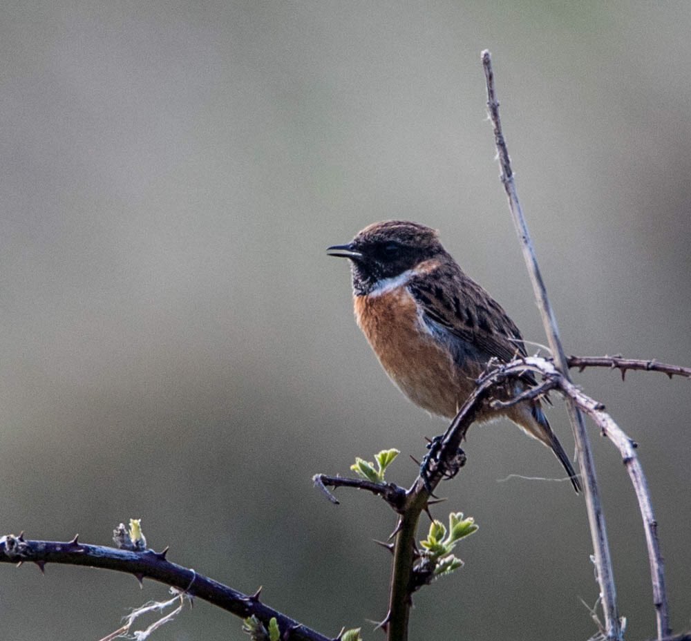 ronthomasphotog's tweet image. Signs of spring on the N Wirral coast, the mining bees were very active....