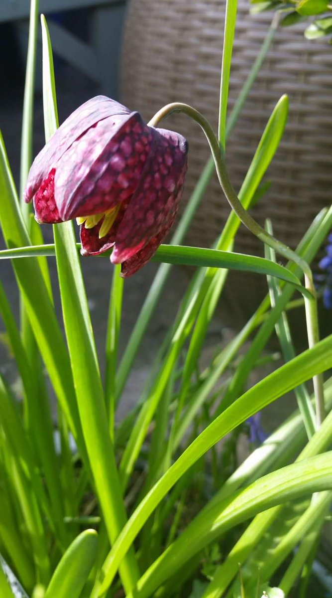 Thememorialmob's tweet photo. Snake head fritillary. We will plant some in #SuttonWick to remember the locals as it is the flower of #Oxfordshire and #Berkshire https://t.co/a6exOFX6ZX