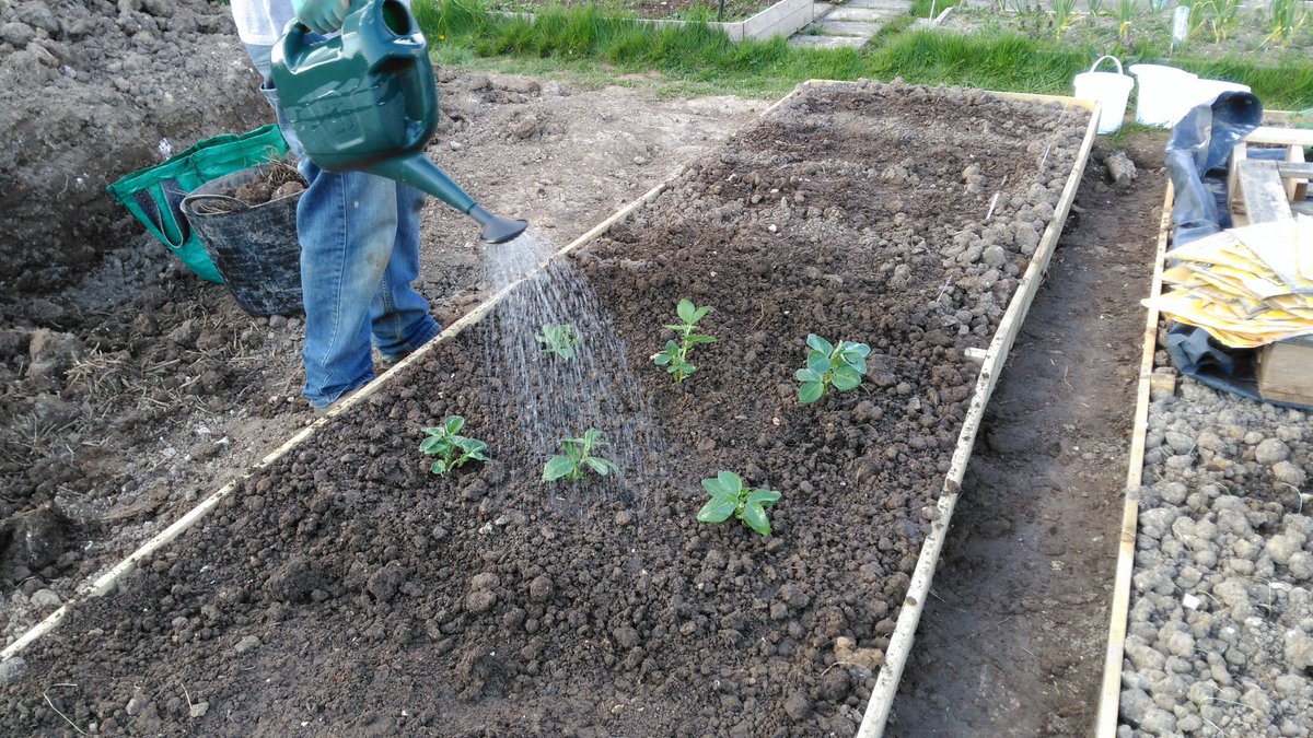 VegPlotFoodPot's tweet photo. Sharing the broad bean Hangdown Green love on Jason's plot too. https://t.co/hZ6lzO4nwd