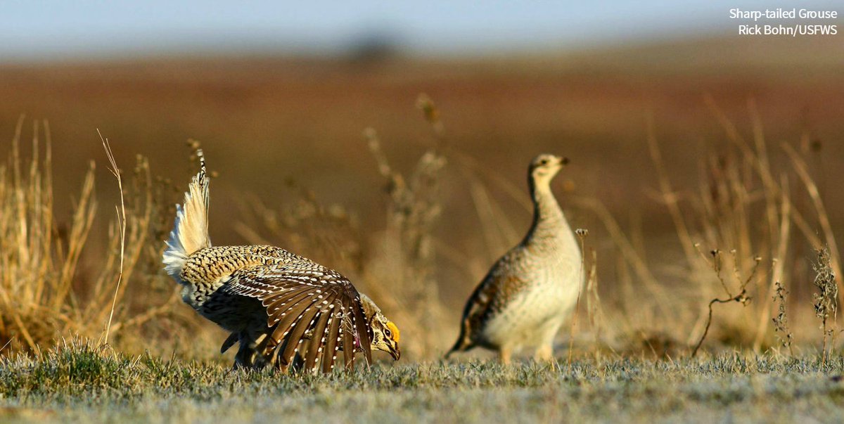 audubonsociety's tweet photo. What the heck is a lek? Perhaps one of the quirkiest mating parties on Earth. https://t.co/t6tQ5I4qfJ https://t.co/Wiv8diKe2g