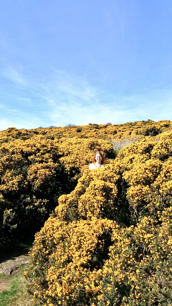 Christobol1's tweet photo. Flower child @bella_borse #WalkAboutIreland https://t.co/p5SoYDhECS