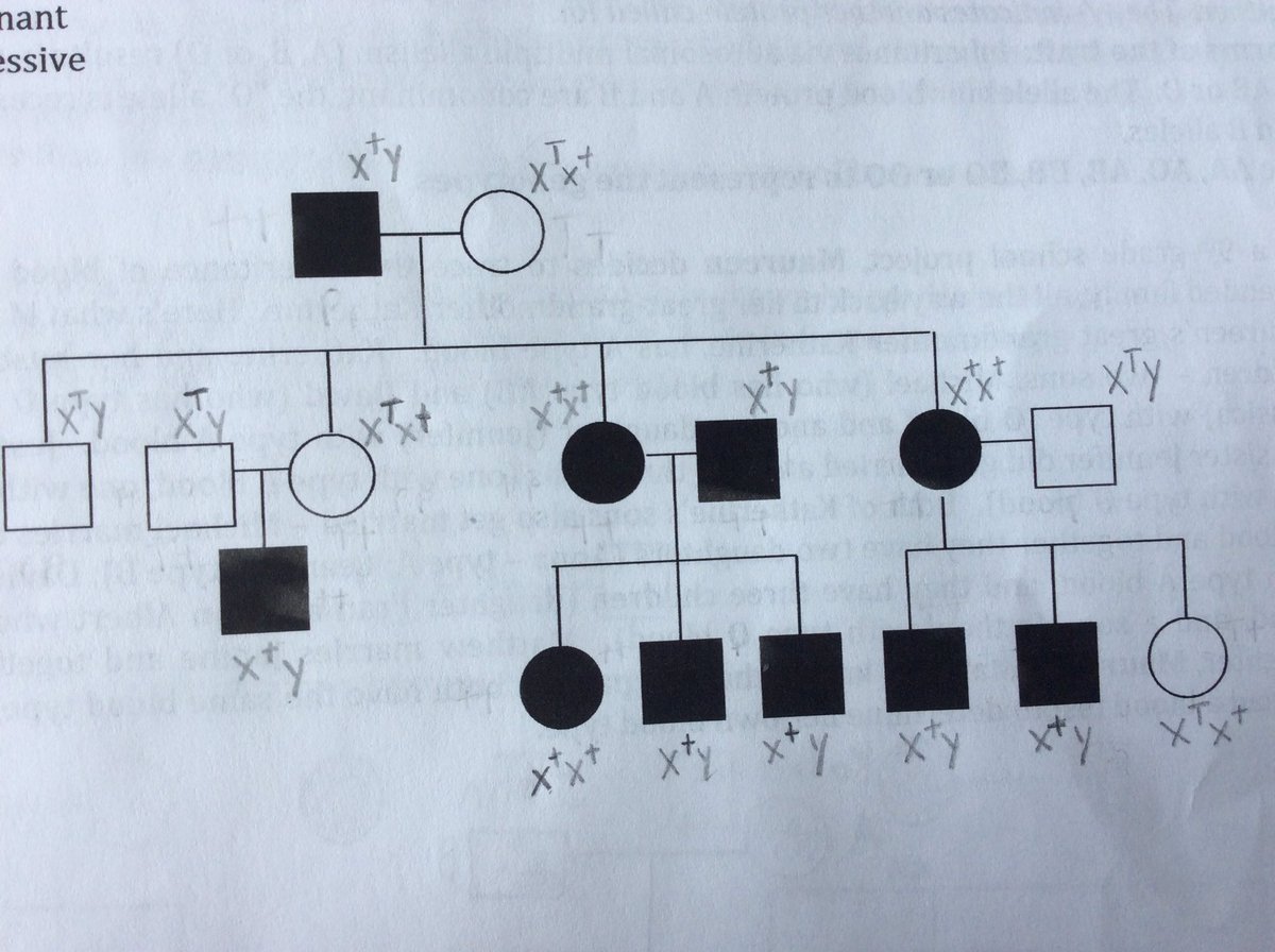 Catherine100600's tweet photo. Why is this more likely to be autosomal recessive than X-linked recessive?@UNKBiol106 https://t.co/Nnh8jEPLNS