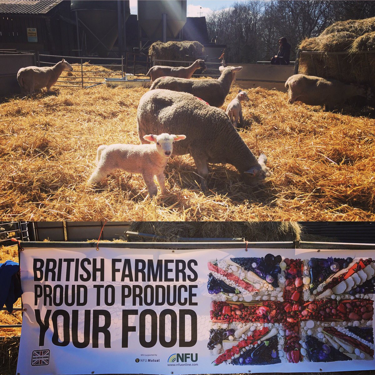 amandabossom's tweet photo. Lambing Live. Thanks for the ride! @No1EstateBoss @No1FarmerJake https://t.co/7XBDRwVwu4