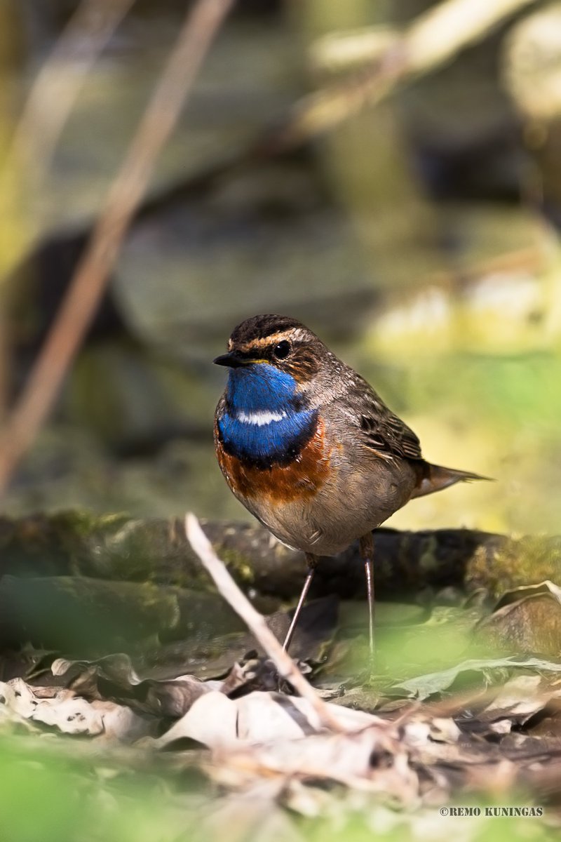 remokuningas's tweet image. Bluethroat on the ground

#wildlife #birds #holland #thenetherlands #spring #photography #photooftheday #500pxrtg #togtweeter #sunny