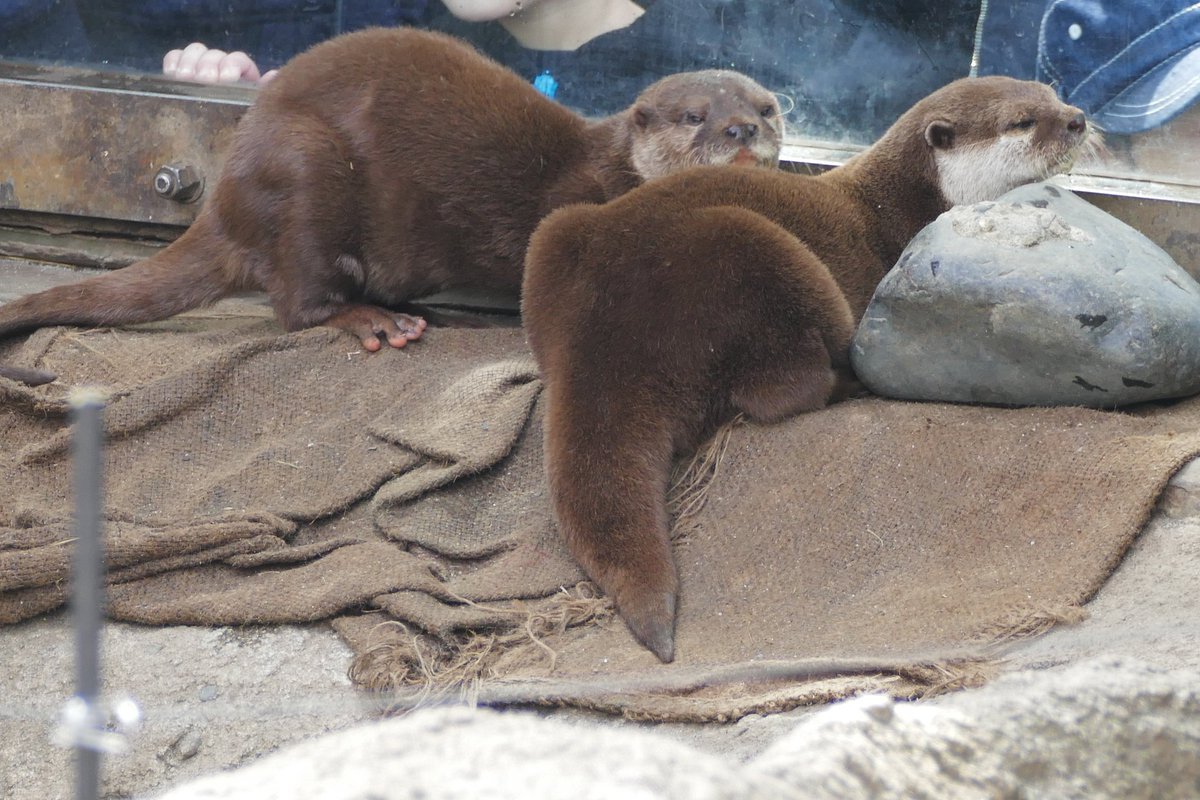 吉川美南 En Twitter 上野動物園楽しかったです マイナーな動物ばっか撮ってました 吉川美南 En Twitter 上野動物園楽しかったです マイナーな動物ばっか撮ってました