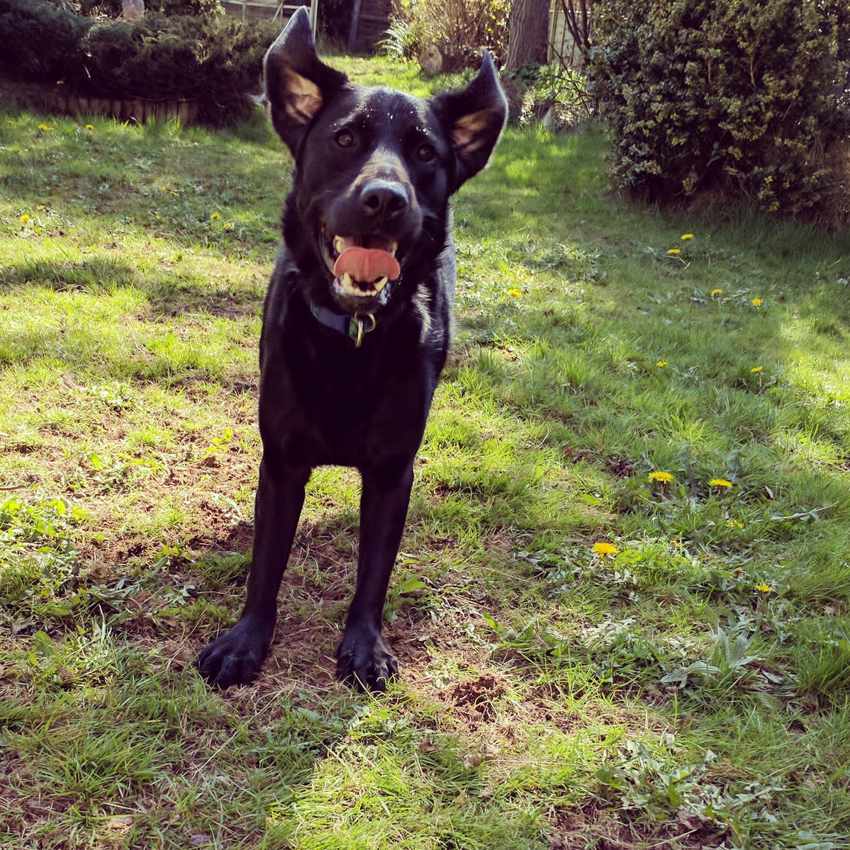 jadeylou93's tweet photo. Guide dog Toffee enjoying playtime #guidedogs #GuideDogToffee #guidedogsuk #workhardplayhard #Dog #dogsoftwitter #labradorretriever https://t.co/kVx6DvqQIS