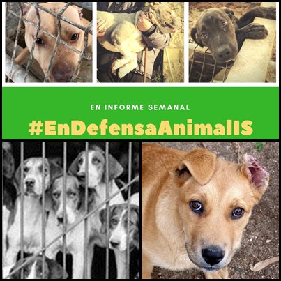 adoptalomadrid's tweet photo. NO DEJES DE VER EL REPORTAJE. TODOS CONTRA EL MALTRATO ANIMAL.
TOLERANCIA 0
https://t.co/B26TK1MevF #EnDefensaAnimalIS @PSOLER @ristomejide https://t.co/sIoDi0GkP6