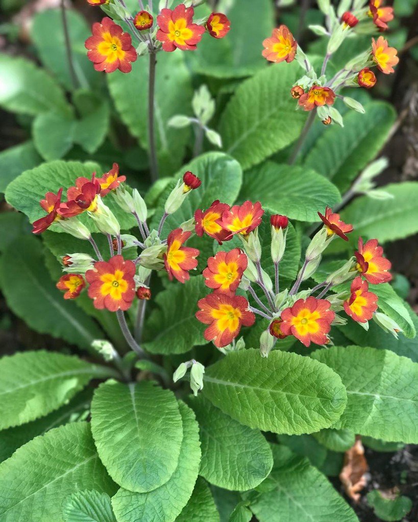 picknmixplants's tweet photo. ❤️ #primula #primulas #redprimula #cottagegarden #picknmixplants #surpriseboxes #surprisebox #monthlybox #subscrip… https://t.co/GxSLAZkESs https://t.co/C6emHhGSlz