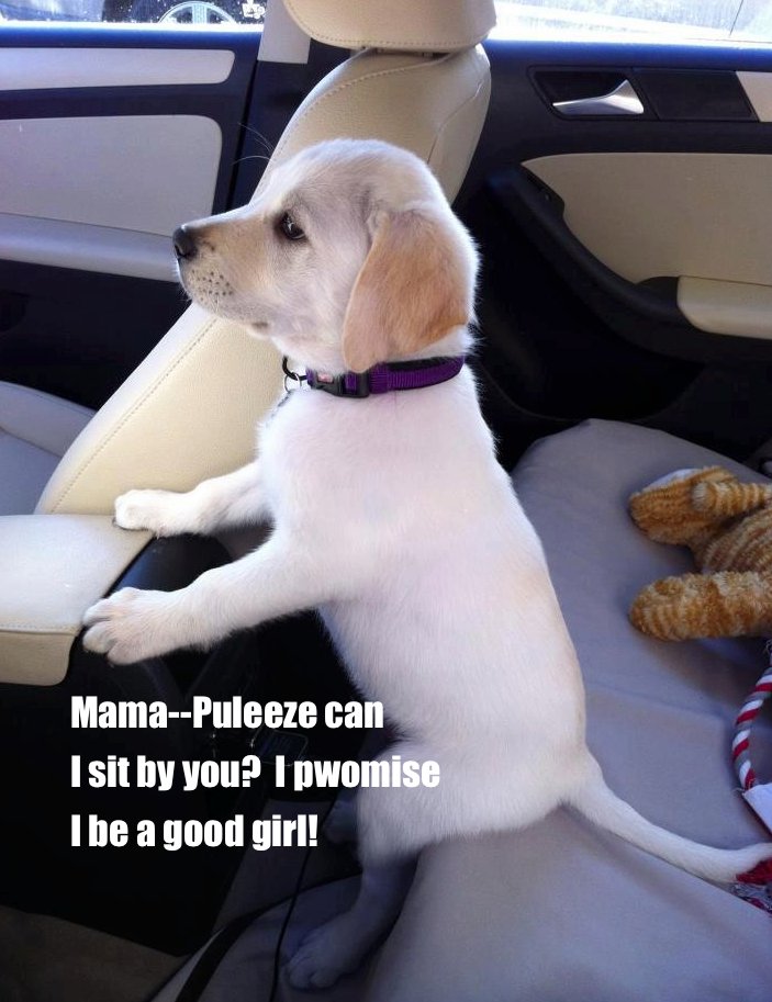 IrinaToliver's tweet photo. WeLoveDogsUSA: "Mama, can I sit up front? I promise I'll be a good girl."

#dogs #pets #animals #dogsoftwitter https://t.co/LgV58gmxR3