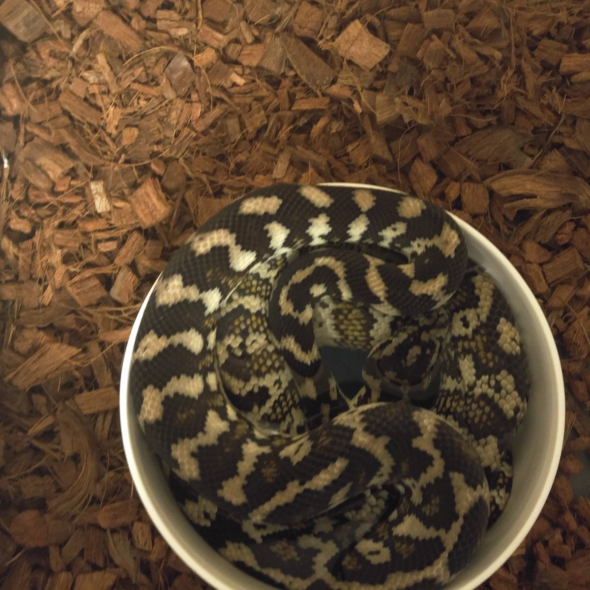 mdwii23's tweet photo. She loves the water bowl. #albino #carpetpython #darwin #passion #morelia #reptile #python #snake #beautiful #pure #ExoticAssassins https://t.co/g9rZo9LyRm