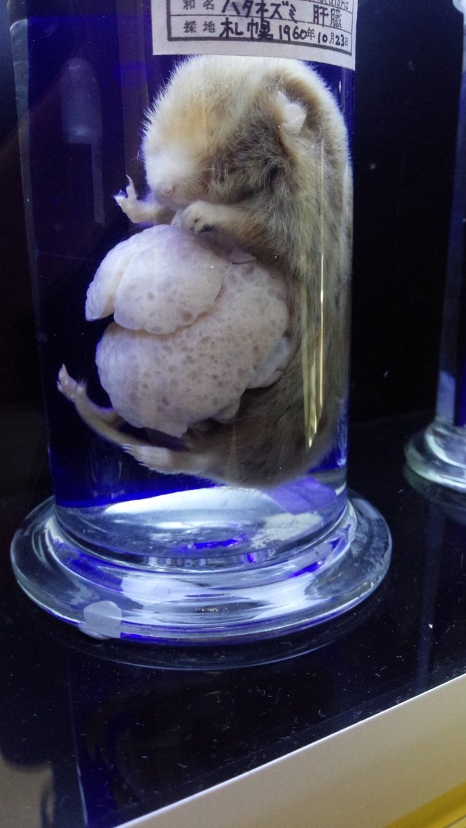 悠泰 公益財団法人目黒寄生虫博物館は世界の様々な寄生虫や日本の寄生虫科学者について展示されています 地元ではデートスポットとしても人気らしいです 入場料が無料なので皆さんも是非行ってみて下さい 153 0064東京都目黒区下目黒4 1 1 悠泰 公益財団法人目黒寄生虫博物館は世界の様々な寄生虫や日本の寄生虫科学者について展示されています 地元ではデートスポットとしても人気らしいです 入場料が無料なので皆さんも是非行ってみて下さい 153 0064東京都目黒区下目黒4 1 1