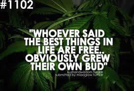 Kush_Seeds's tweet photo. The Best Things In Life Are FREE! The Choice Is YOURS... Free Seeds https://t.co/sMC0Ex991s - Grow Guide https://t.co/5T9FswMPYW #CannabisUK https://t.co/Extk24tZim