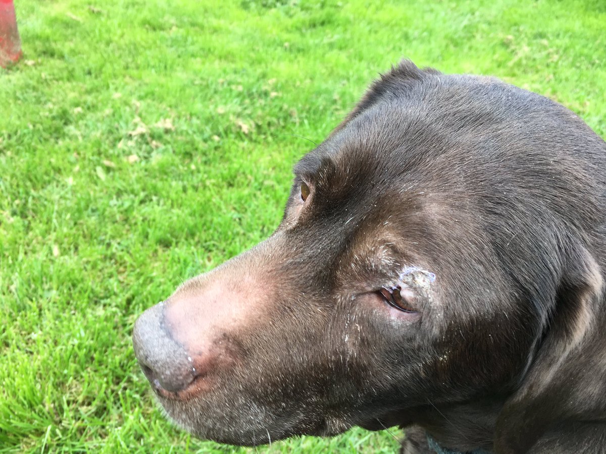 Ruby_Choc_lab tweet picture