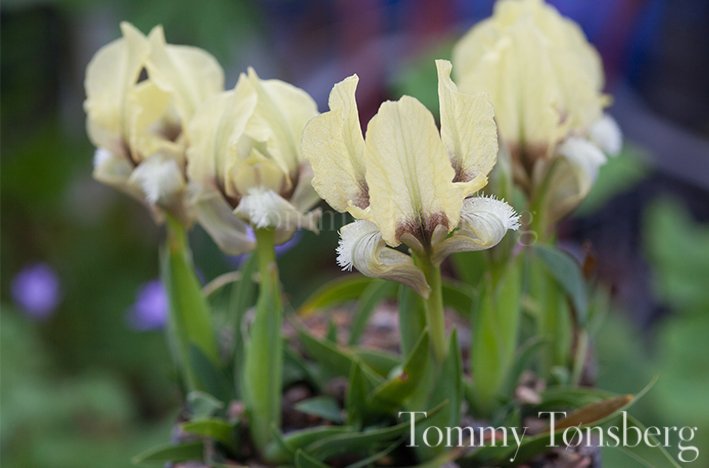 TommyTonsberg's tweet photo. A soft yellow form of Iris suaveolens flowering in the greenhouse today. Only about 10 cm tall. https://t.co/vULYuRrTK6